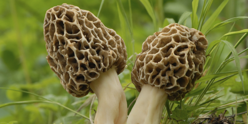 morel mushrooms near me