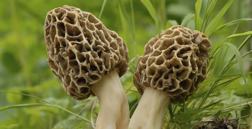 morel mushrooms near me