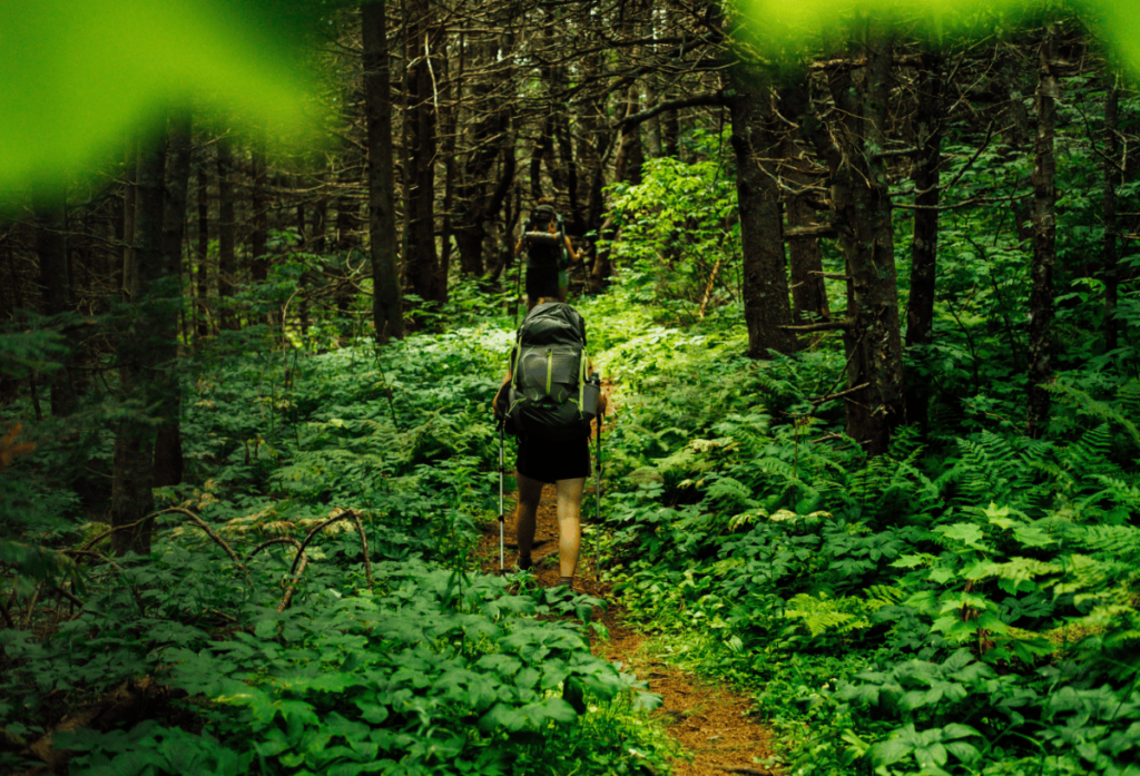 a pair of hikers using hiking poles on an uphill trail in the forest