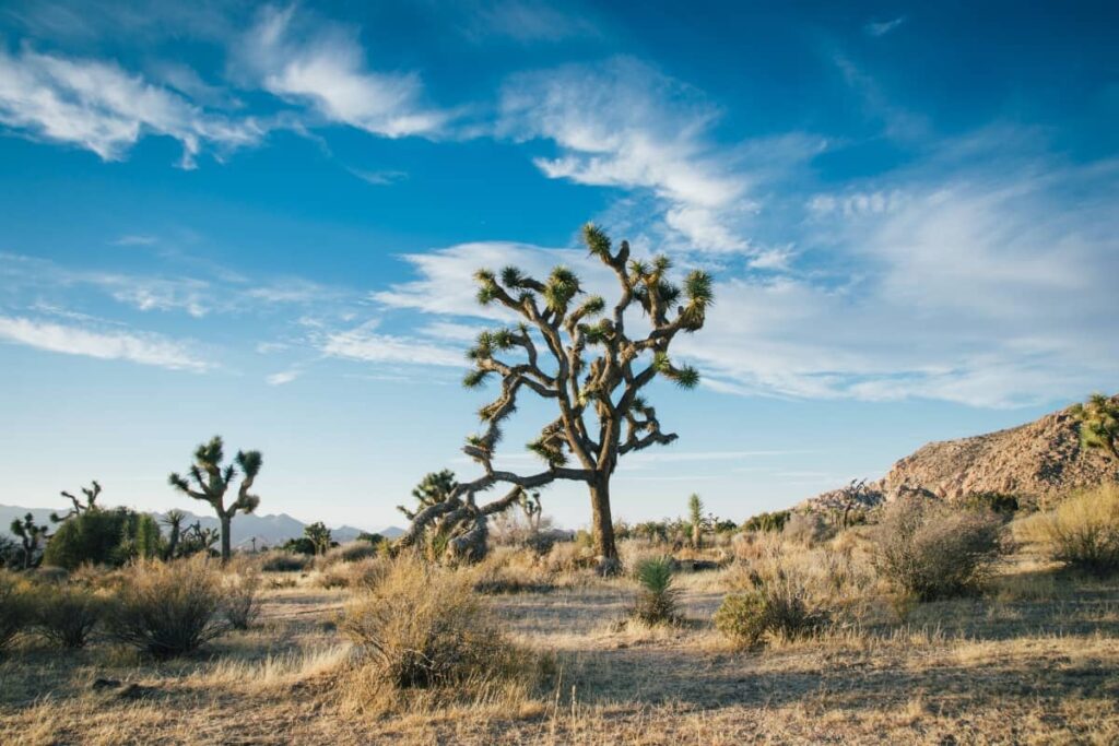 a photo of a Joshua Tree at Joshua Tree National Park